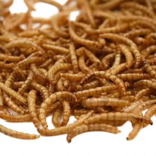 China-Derived-Dried-Mealworm-Treat-for-Poultry-Premium-Dry-Food-for-Healthy-Poultry-Care