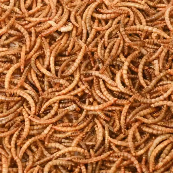 China-Domesticated-Clean-Natural-Dried-Mealworms-Bulk-Freeze-Dried-Mealworms