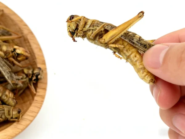 Dried-Grasshopper-Raw-Material-High-Protein-Immunity-Boosting-Natural-Feed-Base-for-Pets-Poultry-and-Aquaculture