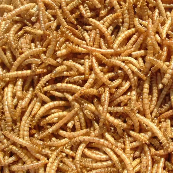 Dried-Mealworms-700g-Vacuum-Sealed-for-Reptiles-Fish-Birds-Bulk-Supply