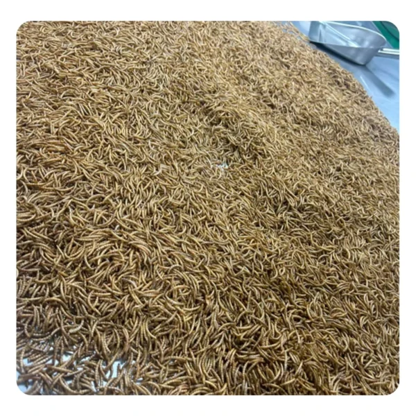 Factory-Direct-Sales-Dried-Yellow-Mealworms-Manufacturer-Supply-High-Protein-Premium-Animal-Feed-for