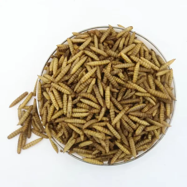 Factory-Directly-Small-Pet-Food-Reptile-Snacks-Black-Soldier-Fly-Larvae-Supplier