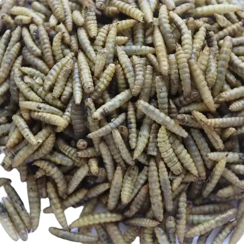 Finely-Processed-2.5-3.5cm-Yellow-Pet-Bird-Food-Outdoor-Supplies-Fat-Worms-Skin-Coat-Health