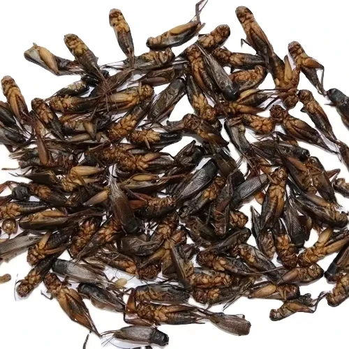 Finely-Processed-Freeze-Dried-4-6cm-Red-Pellet-Earthworms-100-Natural-Protein-Rich-Pet-Fish-Food-for-Skin-Coat-Health