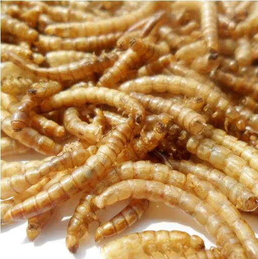 Freeze-Dried-Raw-Mealworms-for-Pet-Food-Natural-Pet-Snacks-Live-Mealworms-Freeze-Drying-Process