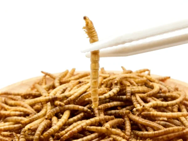 Natural-Dried-Mealworm-Pet-Treats-for-Dog-Cat-Bird-Fish-Feed