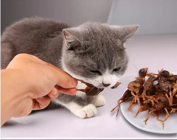 OEM-Natural-Pure-Meat-Pet-Treats-Quail-Freeze-Dried-Pet-Treats-Quail-for-Cat