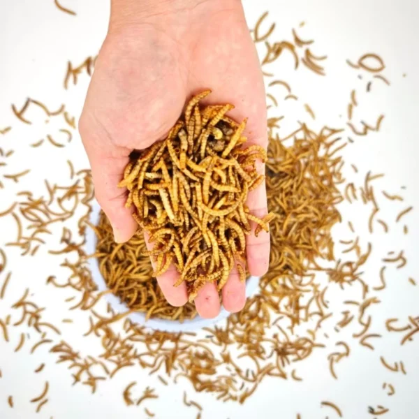 Ready-to-Eat-Dried-Mealworms-High-Protein-Bulk-Pet-Food-for-Chickens-Factory-Supply